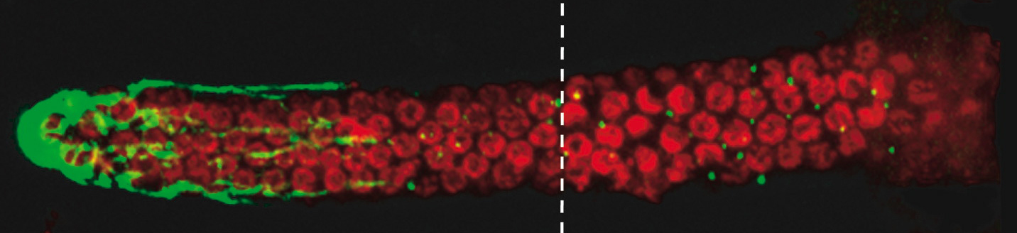 worm stem cells